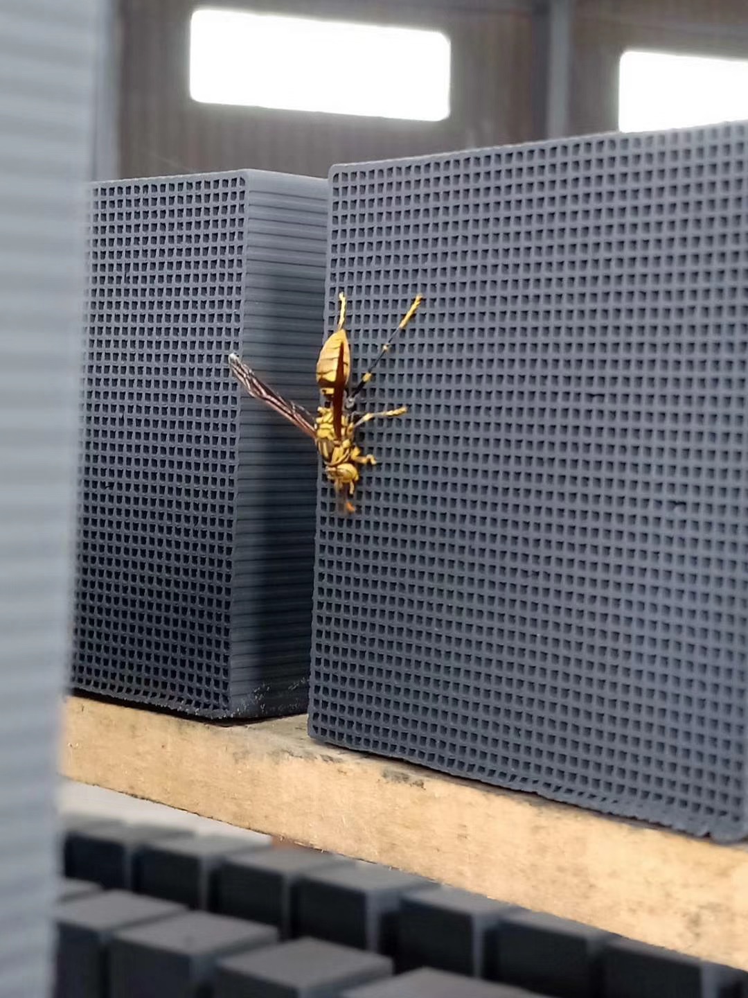 ��C����̿���۷�Ĺ���