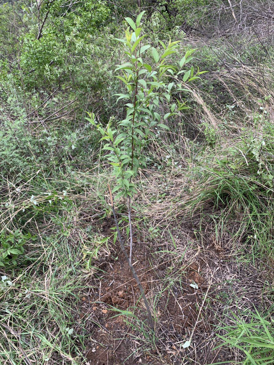 ����̿����ô���Ͱ�������(bi��o)����