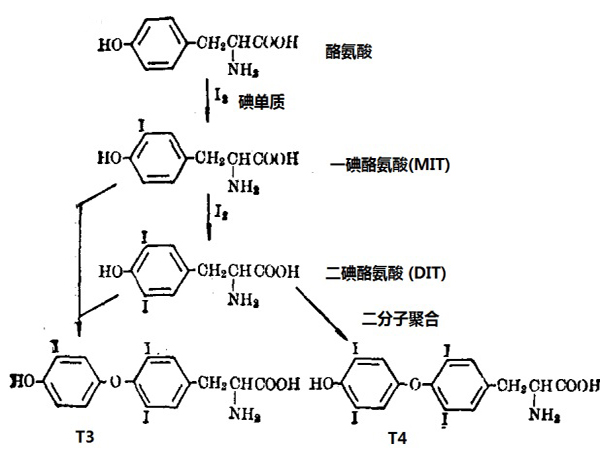 ����̿�����⻯��Ч�����ӣ�